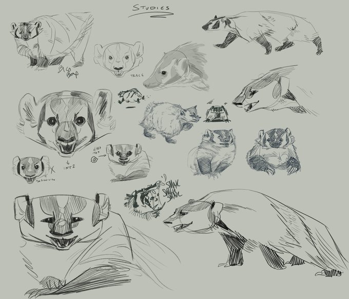 Here's some of my prep sketches. Badgers have such fun shape」LEX